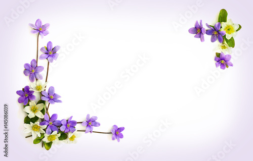 Fotografija Flowers hepatica (liverleaf or liverwort) and anemone (Anemone nemorosa, wood anemone, windflower, thimbleweed) on a white background with space for text