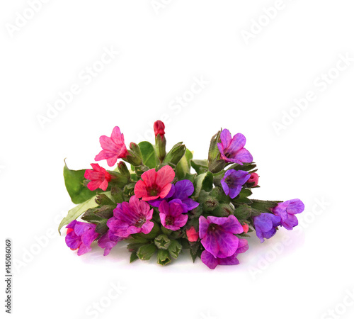 Flowers Lungwort (Pulmonaria officinalis, common names: common lungwort, Mary's tears, Our Lady's milk drops) on white background with space for text