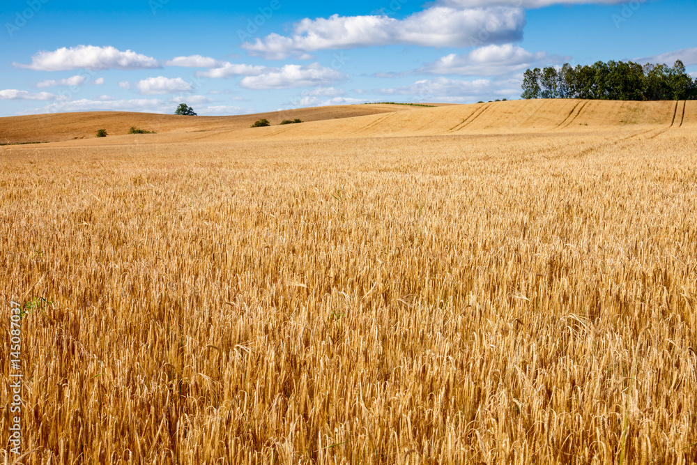 Ripe golden barley field  in Scotland