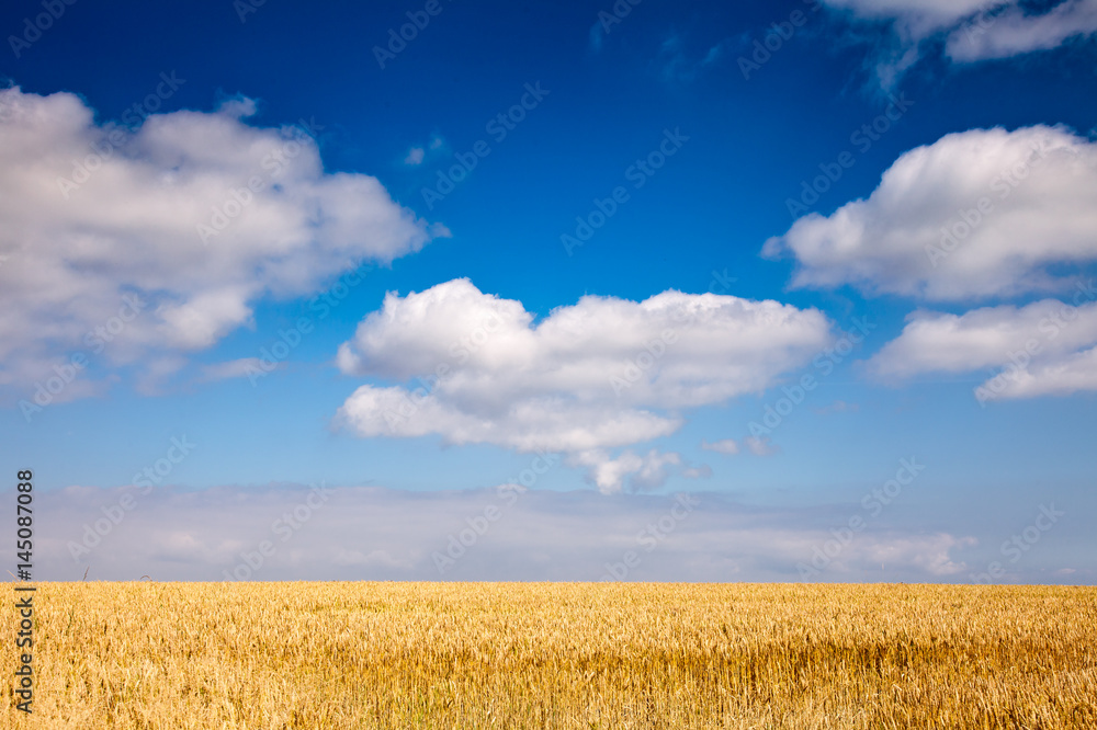 Ripe golden barley field  in Scotland