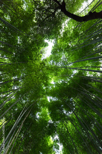 Looking at the bamboo trees