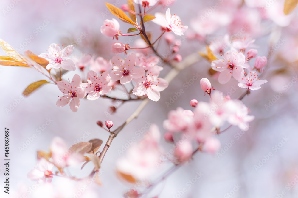 Blooming tree on spring in Czech Republic Blooming tree on spring in Czech Republic