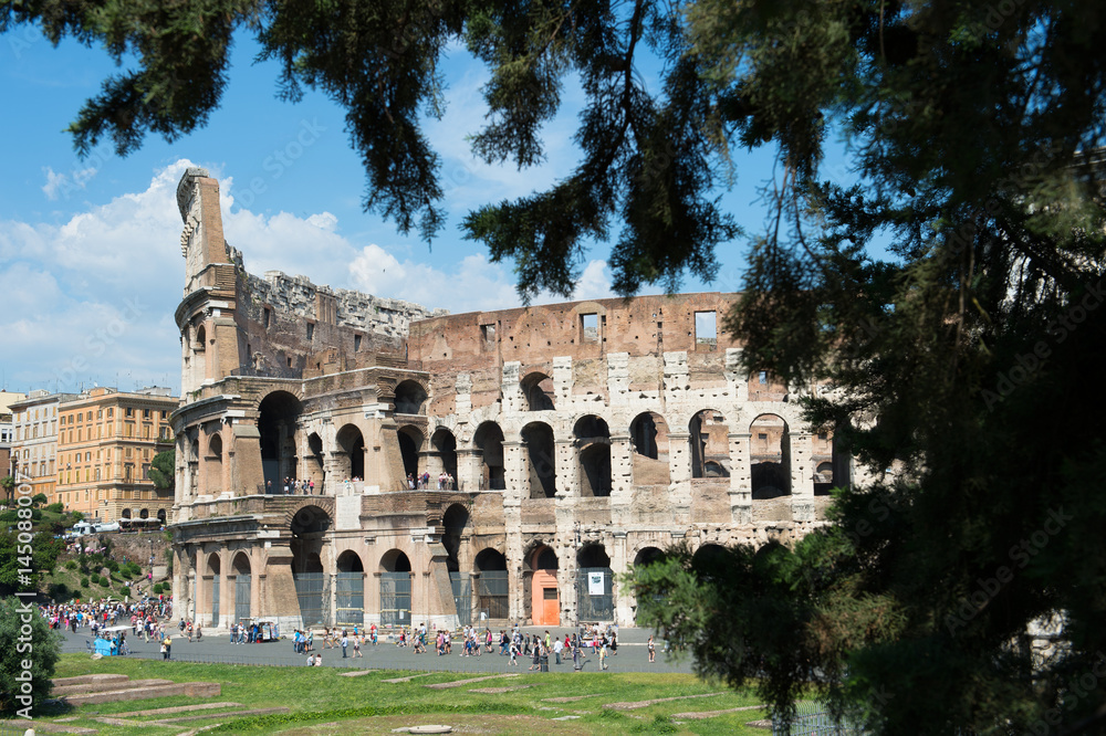 Fototapeta premium Colosseum tree 