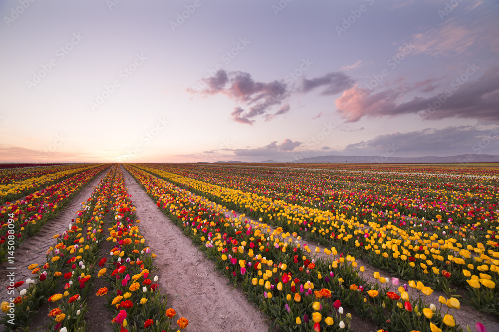 Beautiful field of colorful tulips at sunset