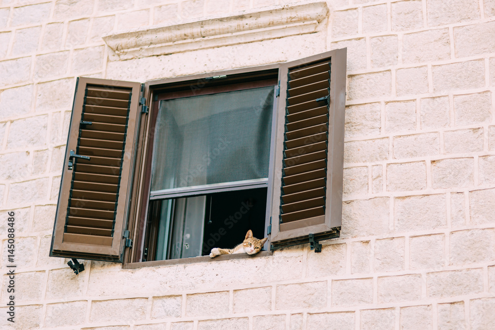 Cats in Montenegro. Montenegro is the country of cats.