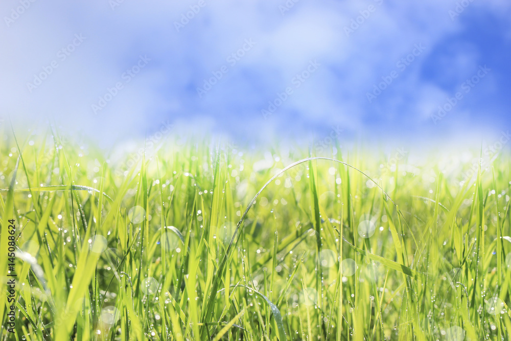 Summer landscape, blue sky and green grass with dew drops and bokeh Summer landscape, blue sky and green grass with dew drops and bokeh
