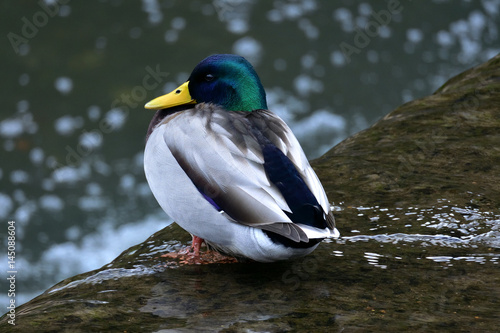 今年も来た、マガモ（クローズアップ）