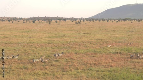 AERIAL, CLOSE UP: Flying above zebra family with infants passing savannah grassland landscape. Wild zebras running in line across vast meadow field in famous Serengeti plains at magical golden dawn