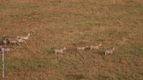 AERIAL CLOSE UP: Group of wild zebras with baby zebra running through vast short grass savanna field on sunny golden light evening in famous Serengeti National Park. Safari animals migrating in Africa