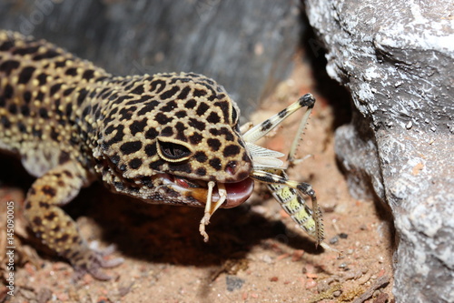 Bild auf Leinwand Leopardgecko mit Beute