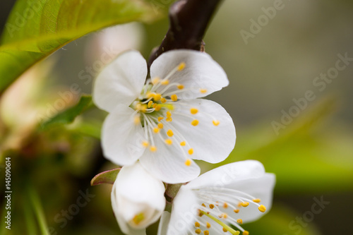 Cherry blossom in spring for background.