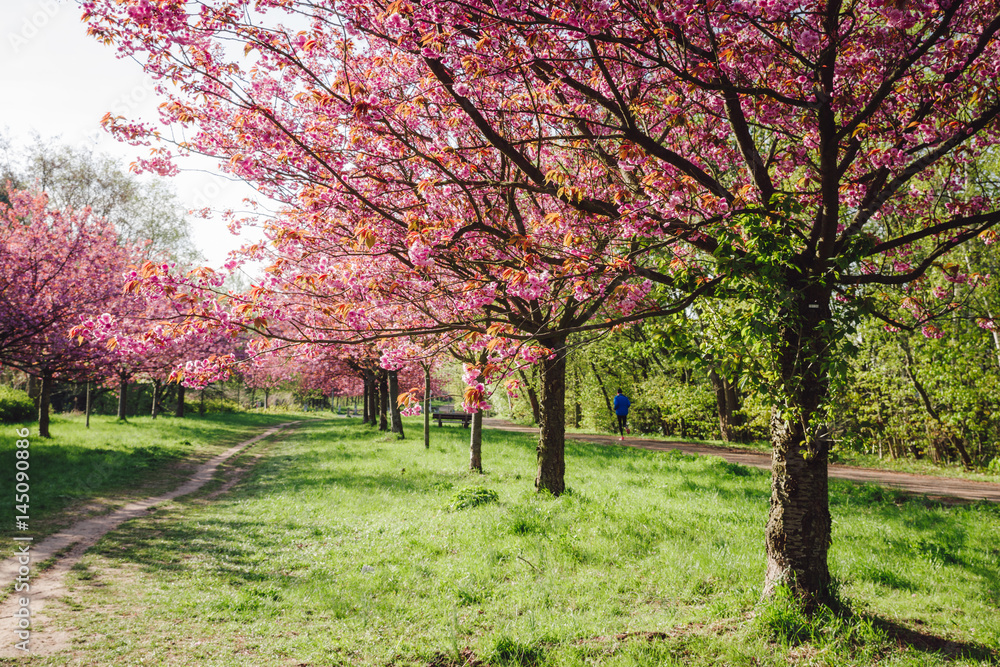 japanese cherry tree blossoms