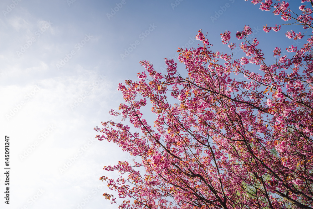 japanese cherry tree blossoms