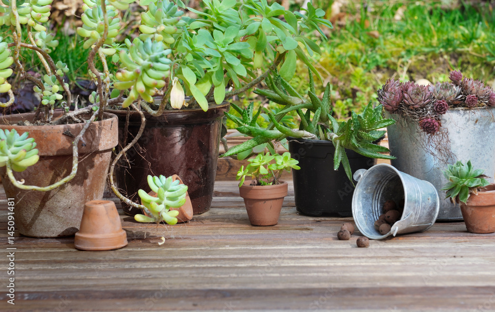 collection de plantes succulentes sur plancher en bois