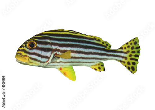 Oriental Sweetlips fish isolated on white background