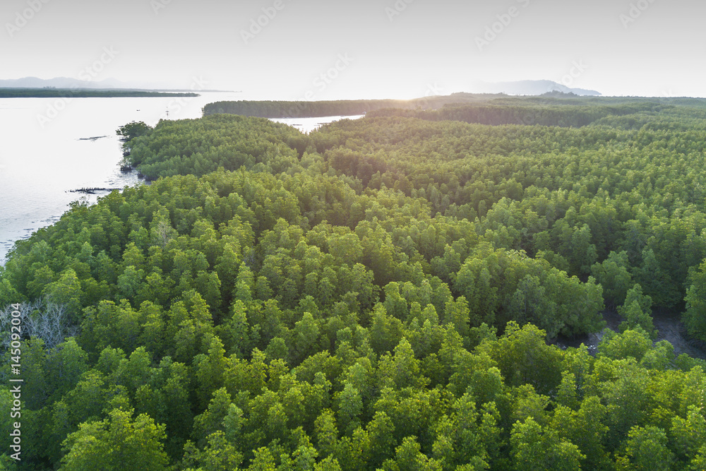 Mangrove forest aerial drone view