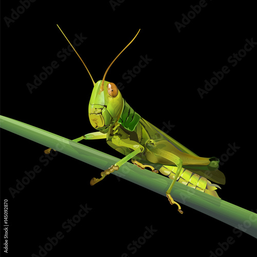 Grasshopper on grass isolated on black background