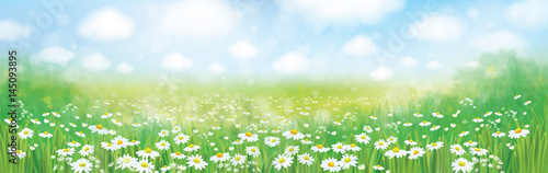 Vector  nature  background, chamomiles field and blue sunny sky.