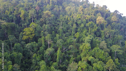 Rain forest (rainforest) aerial view © Richard Carey