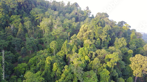 Rain forest (rainforest) aerial view