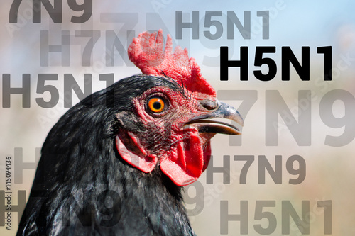 Beautiful chicken, close-up, sign H5N1 concept of poultry. The threat of avian influenza and illness among poultry. photo