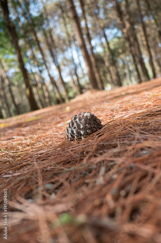 Pine cones on the forest floor © Nattawit