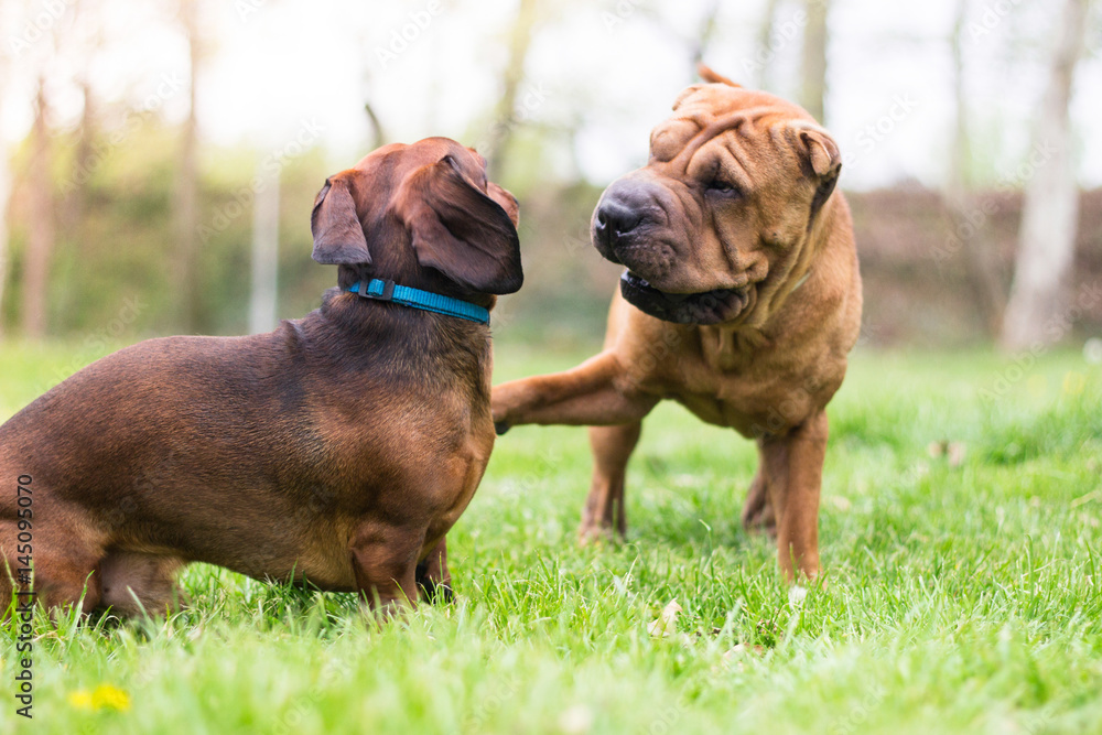 Dogs playing