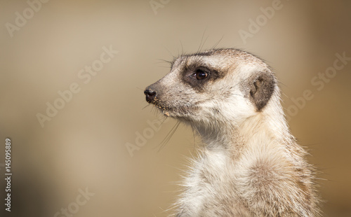 Meerkat on guard, detail portrait.