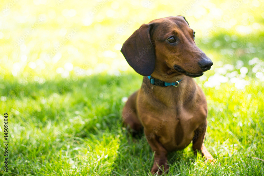 Dachshund dog