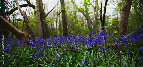 Bluebells 