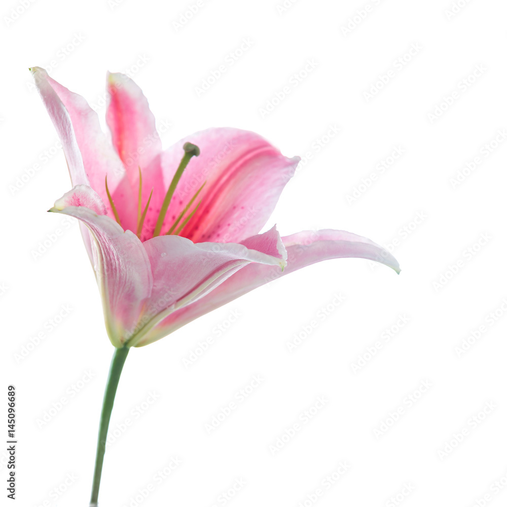 Fototapeta Różowy bukiet kwiatów lilii na białym tle