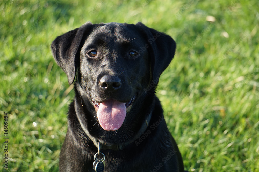 Young black labrador panting