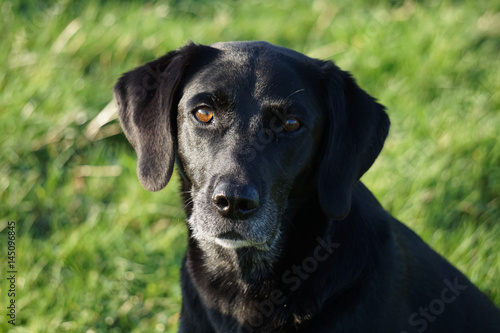 Old black labrador dog with grey muzzle