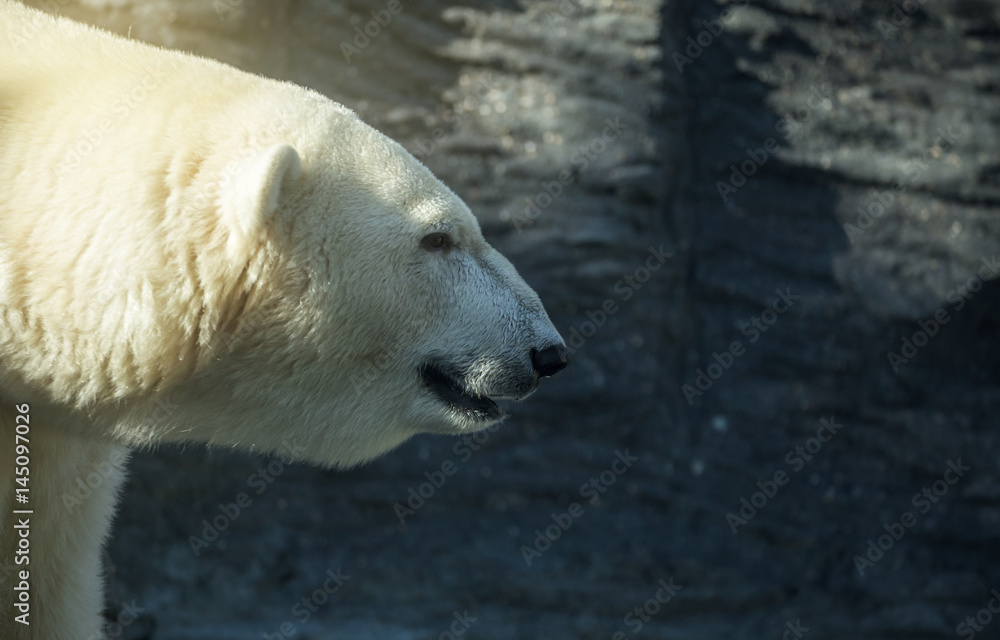 Polar bear, dangerous looking beast in the zoo. Polar bear, dangerous looking beast in the zoo.