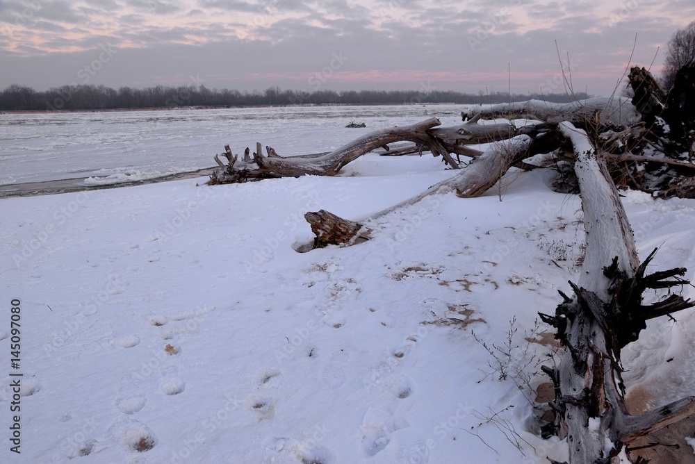 dry tree trunk and a winter dawn on the river bank