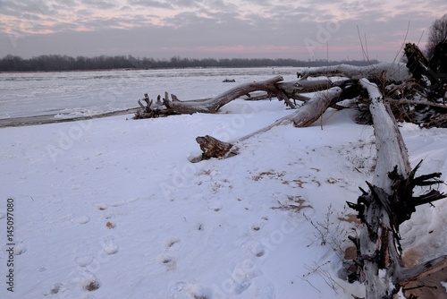 Obraz na płótnie dry tree trunk and a winter dawn on the river bank w salonie