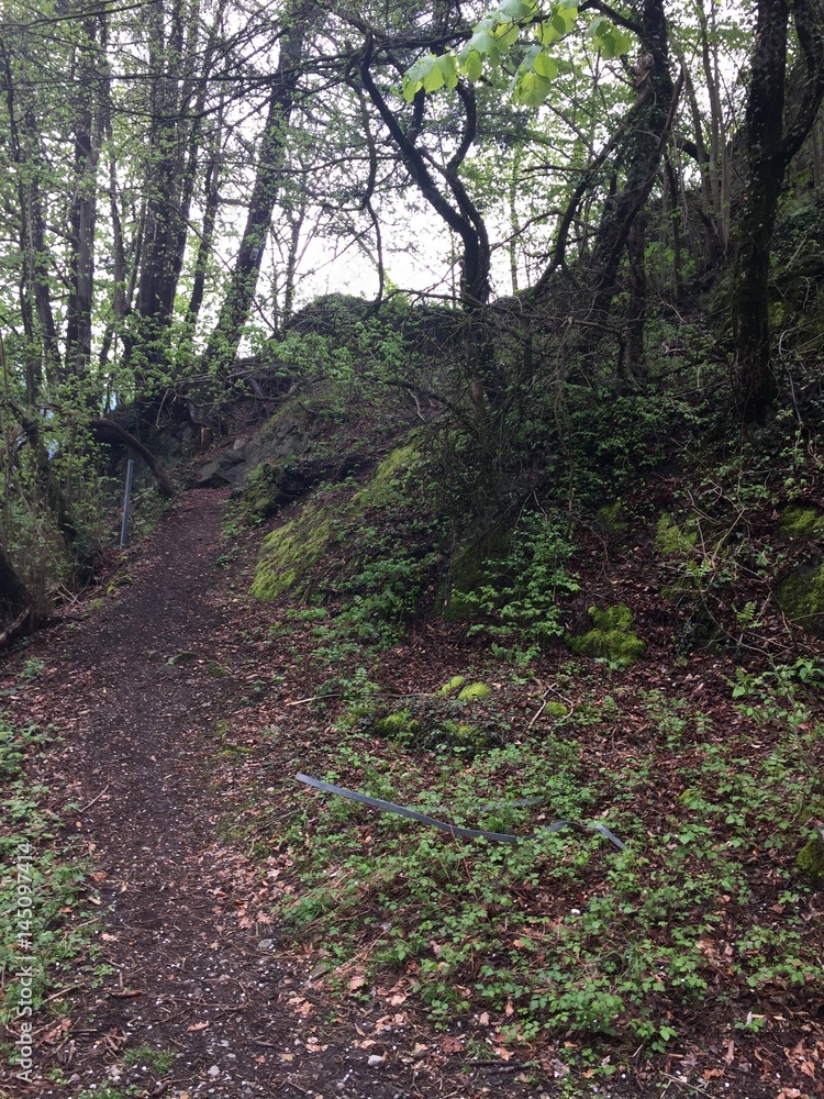 Fototapeta premium waldweg 