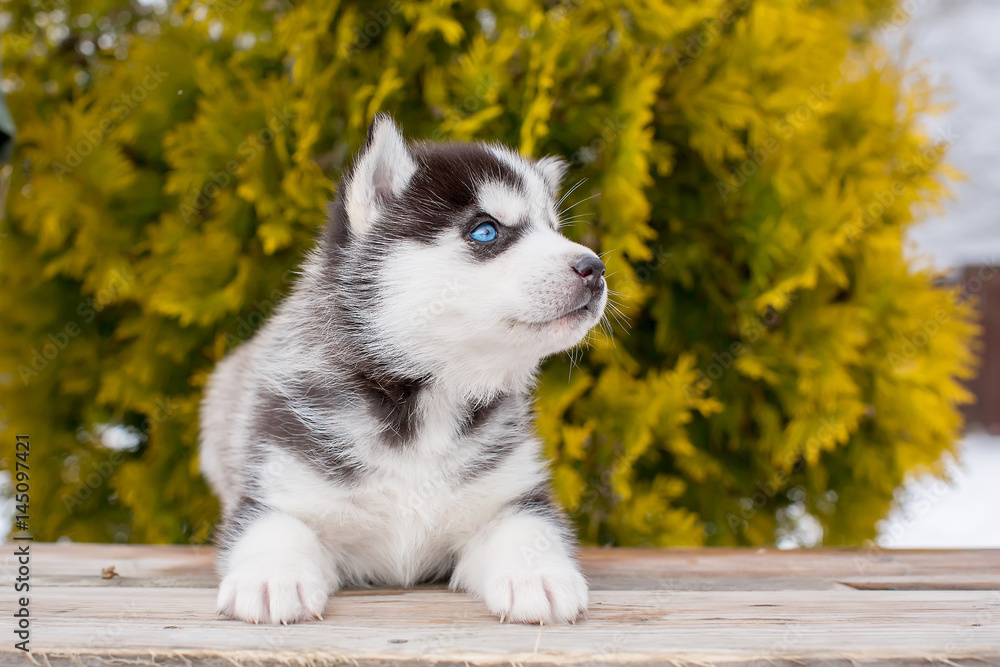 small blue-eyed puppy of a husky. Lies on the site