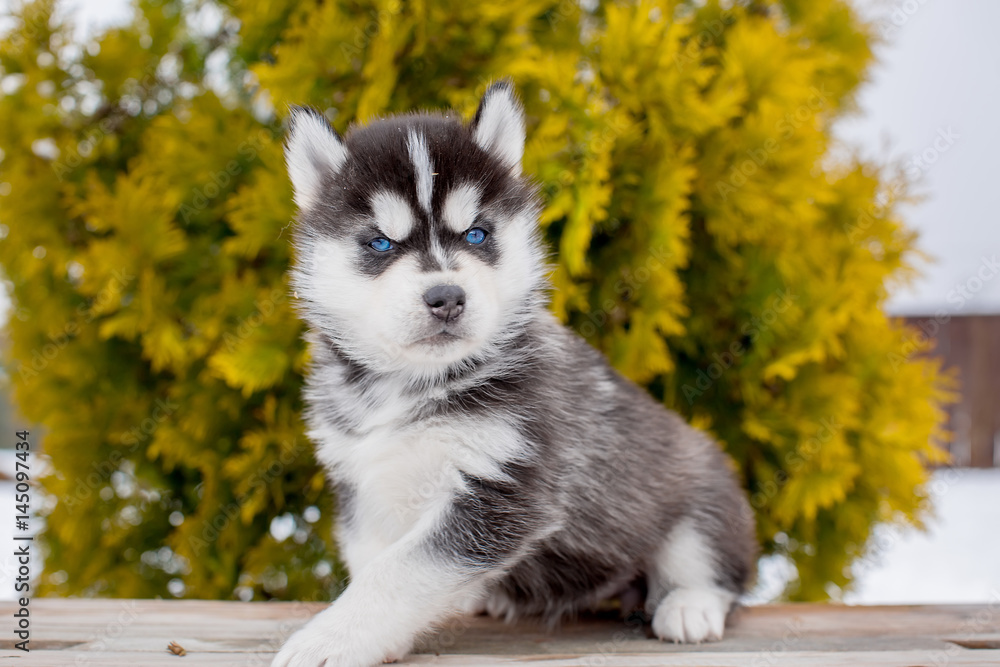 Little Husky puppy. blue eyes Stock Photo | Adobe Stock