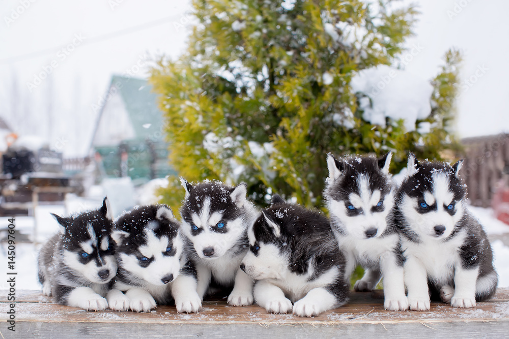 group of six small husky puppies. blue eyes.