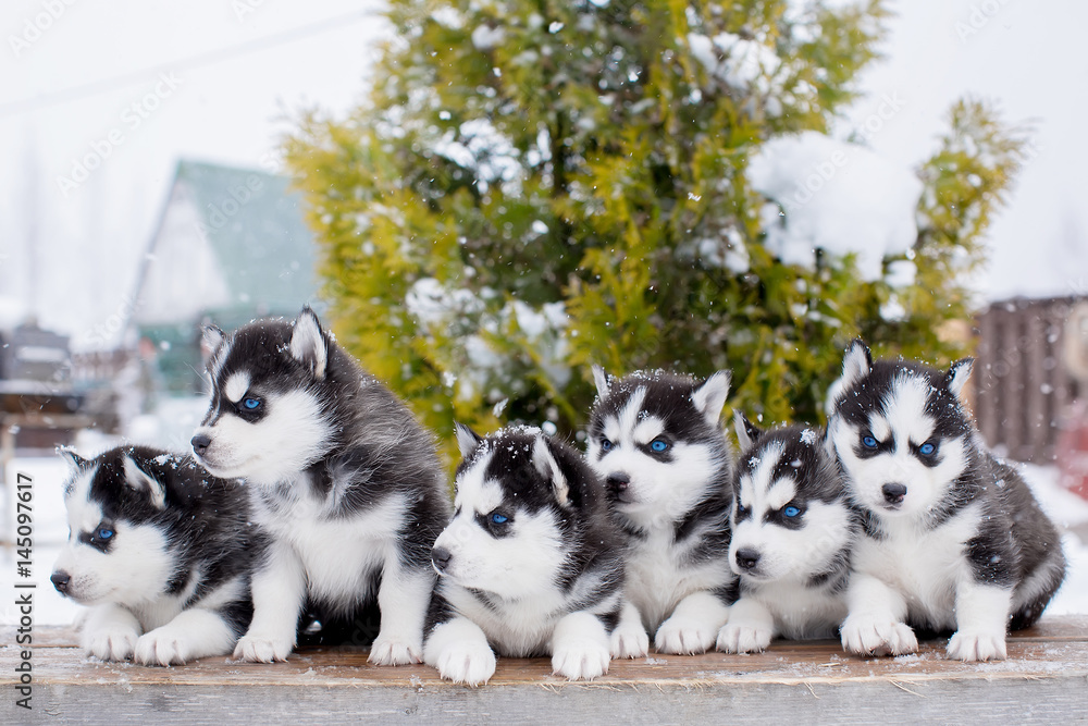 group of six small husky puppies in the snow. blue eyes.