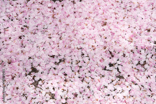 Pink cherry blossom petals on ground.