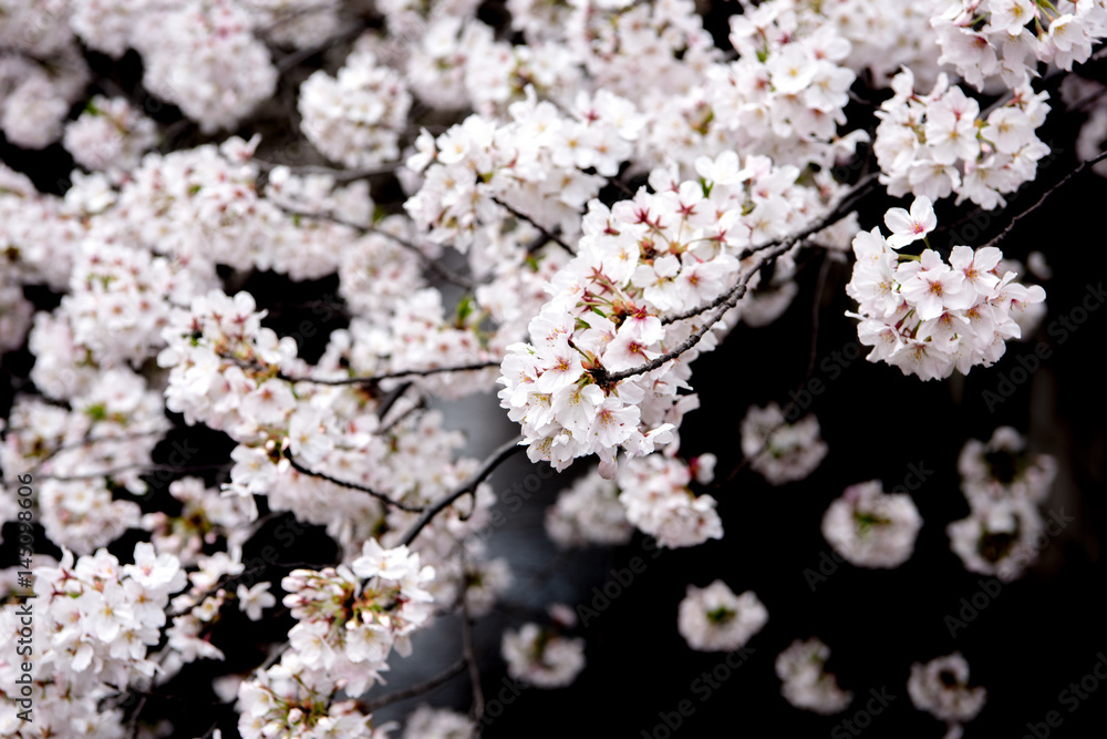 Cherry Blossom with Soft focus, Sakura season in japan,Background. Cherry Blossom with Soft focus, Sakura season in japan,Background.