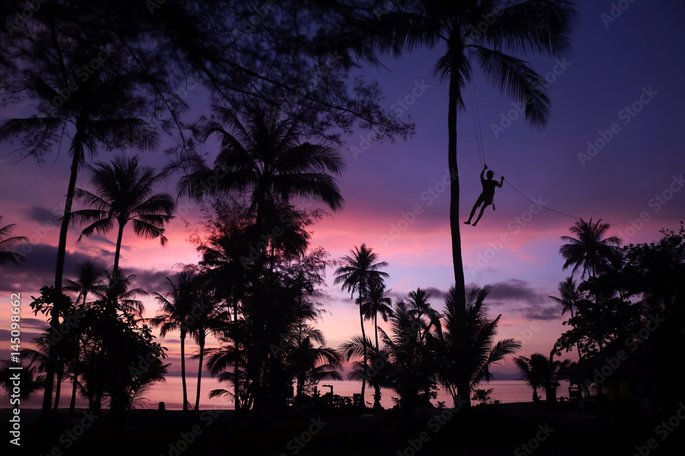 Man climbing coconut tree to harvest in the garden with sunrise background on the beach. 