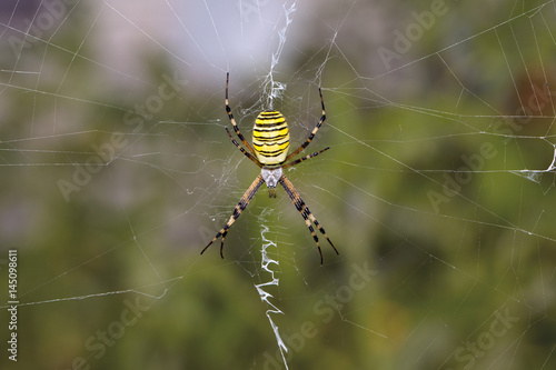 Spider wasp. Spider Argiope bruennichi on web on a green background. Close-up