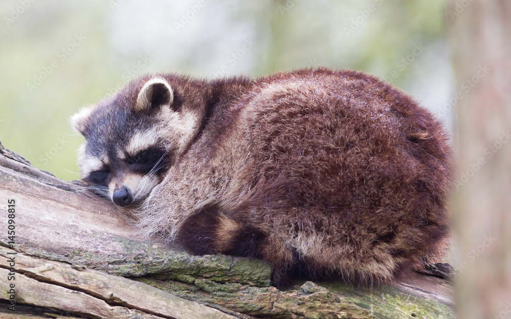 Adult racoon on a tree