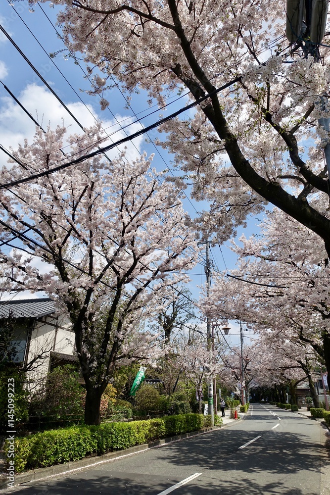 桜