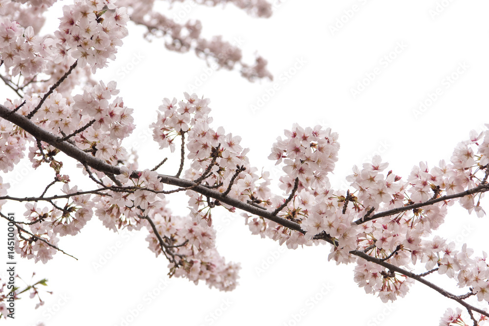 Cherry Blossom with Soft focus, Sakura season in japan,Background.