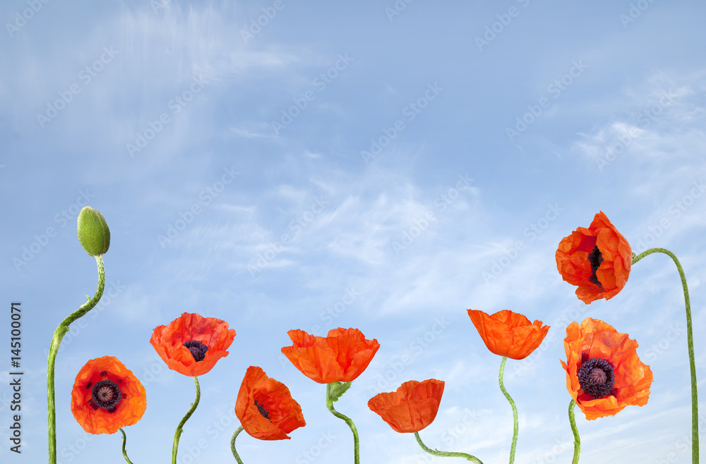 Naklejka premium Poppies and blue sky