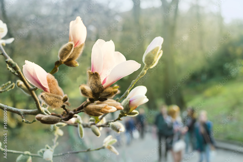 Blooming white magnolia flower close-up in botanical garden, nature background, selective shallow focus, magnolia blossom Blooming white magnolia flower close-up in botanical garden, nature background, selective shallow focus, magnolia blossom